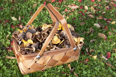 fall, basket with chanterellsの写真素材