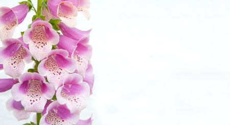 background,space for text,flowers on the leftの写真素材