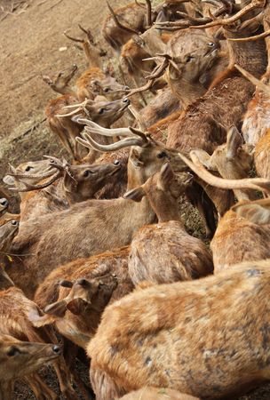 Brown deer waiting for food. In the zoo.の写真素材