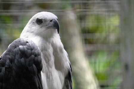 Brown dark background of eagle, zoom on face. Close up wildlife.の写真素材