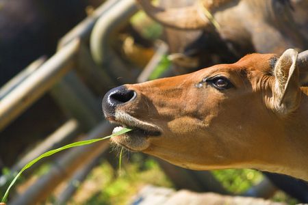 Brown buffalo eat green grass for lunch.の写真素材