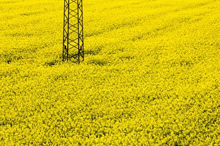 Trellis in a field of rapeseedの写真素材