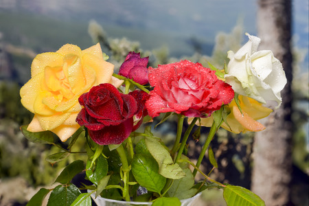 bouquet of roses of various colors with landscape backgroundの写真素材