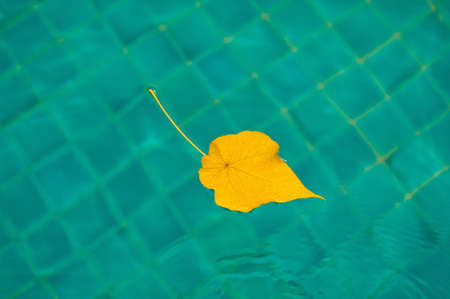 The yellow leaf in the poolの写真素材
