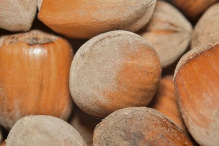 Toasted hazelnuts whit shell