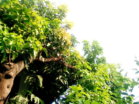 Big mango treeの写真素材