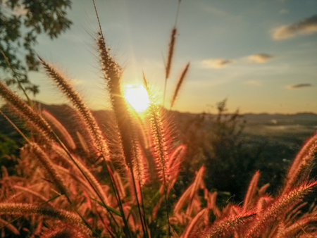 Flowering grass and sunriseの写真素材