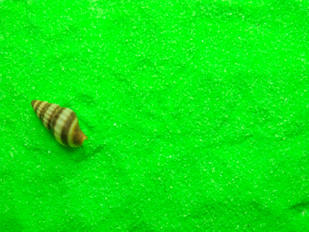 seashell on green sand texture backgroundの写真素材
