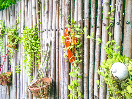 planting on a bamboo fence backgroundの写真素材