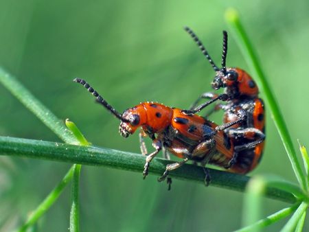 Beetles loveの写真素材