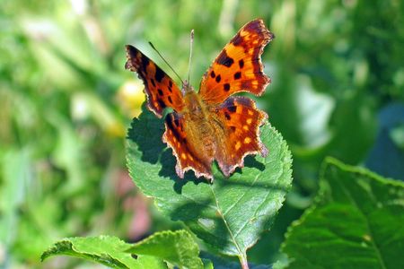 Butterflyの写真素材