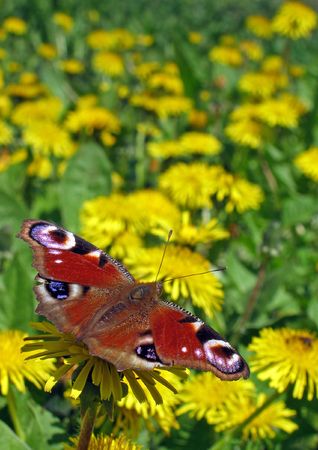 Butterflyの写真素材