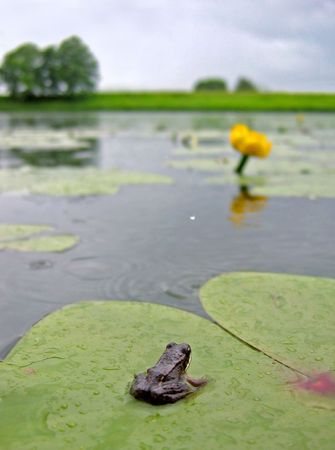 Frogの写真素材