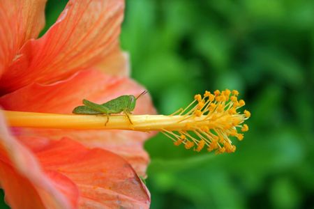 insectsの写真素材