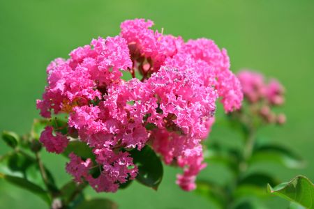 flowersの写真素材