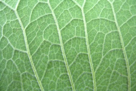 greenの写真素材