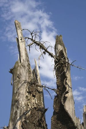 ecologyの写真素材