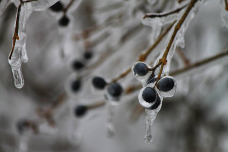 Ice on berryの写真素材