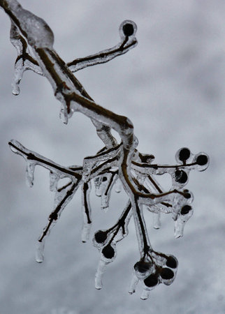Ice on tree branchの写真素材