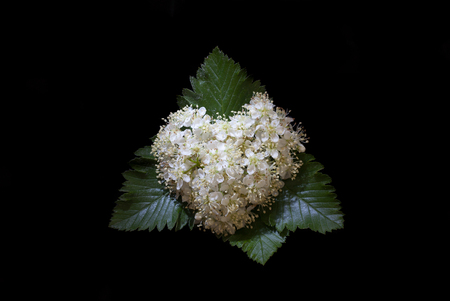 Flowers of mountain ash in the shape of heart on a black background, closeupの写真素材