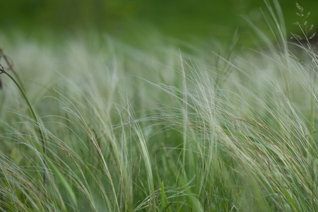 Summer landscape, field of feather grass under the blue skyの写真素材