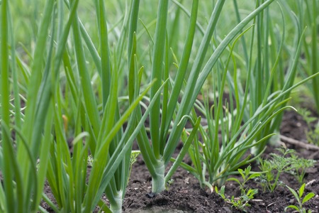 close-up of onion plantation after the wateringの写真素材