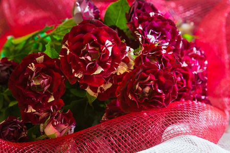 Bouquet of small red white roses on red backgroundの写真素材
