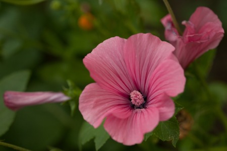 Beautiful lavatera flowers. Pink lavatera flowers in the blurry green backgroundの写真素材