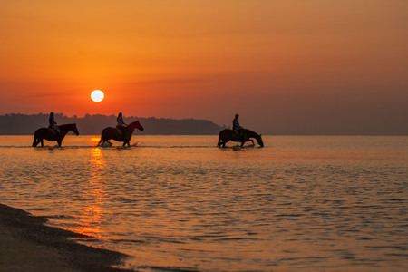 Horses bathe in the sea at dawn. Background of the beautiful sky and sunrise.の写真素材