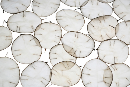 Unusual leaves with a tip in backlight. Texture of leaves isolated on white background. Eco style, natural materialsの写真素材