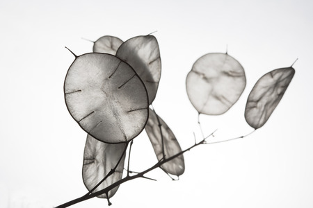 Unusual leaves with a tip in backlight. Texture of leaves isolated on white background. ecological style, natural materials. branch with leaves.の写真素材
