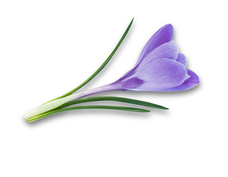 Purple spring flower crocus isolated on white background.