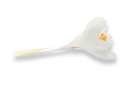 white crocuses close up isolated on white background.の写真素材