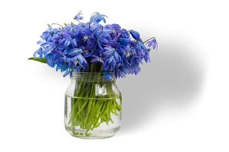 Bouquet Scilla blue flowers in a glass jar isolated on white background.の写真素材