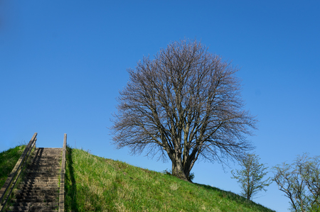 Tree and Stairway on Hill Copenhagen Denmarkの写真素材