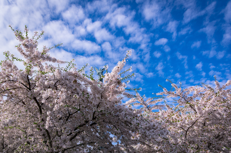 Cherry Blossom before Blue Sky Festival Copenhagen Denmarkの写真素材