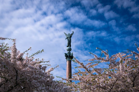 Cherry Blossom before Blue Sky Festival Copenhagen Denmarkの写真素材