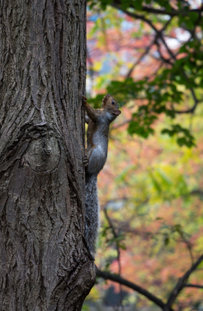 A squirrel climbing on a big treeの写真素材