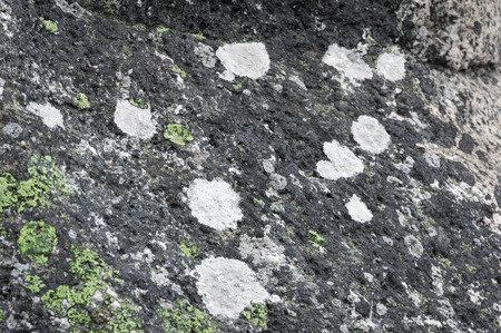 Macro of Granite Moss Wallpaper Pattern Bornholm Denmarkの写真素材
