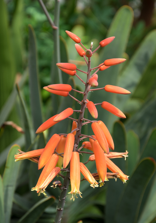 Macro Exotic Flower at Botanical Gardenの写真素材