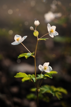 White flowerの写真素材