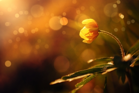 Flowerの写真素材