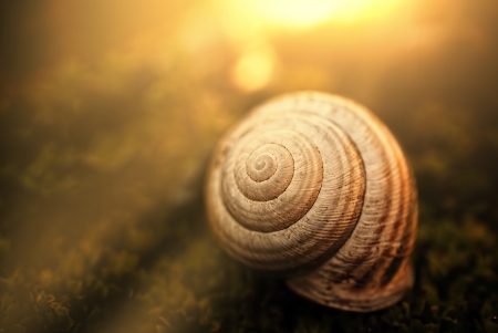 Shell