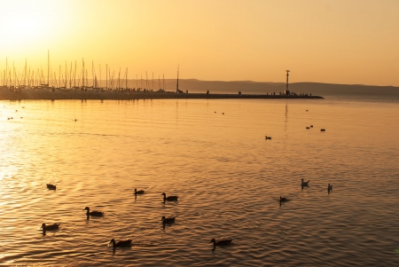 Ducks on the sunsetの写真素材