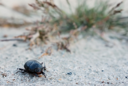 Bugの写真素材