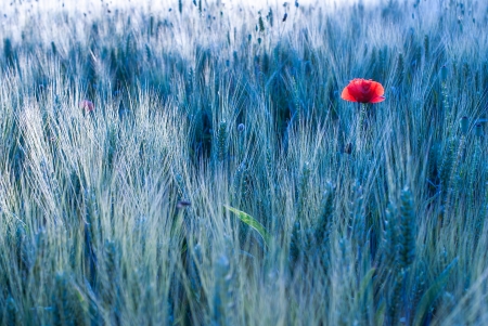 Poppyの写真素材