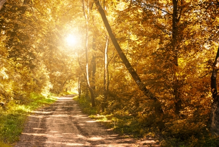 Forestの写真素材