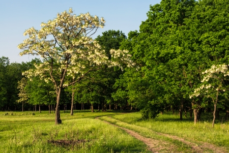 Forestの写真素材