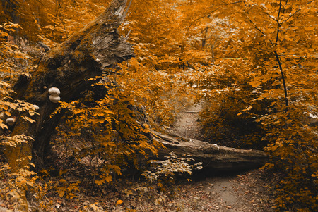 Autumn forestの写真素材