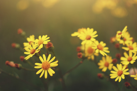 Yellow wildflowerの写真素材